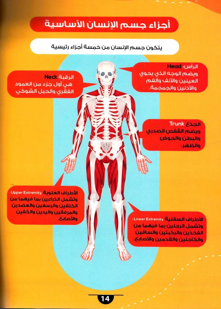 الموسوعة العلمية للأطفال أسرار جسم الانسان وطريقة عمله